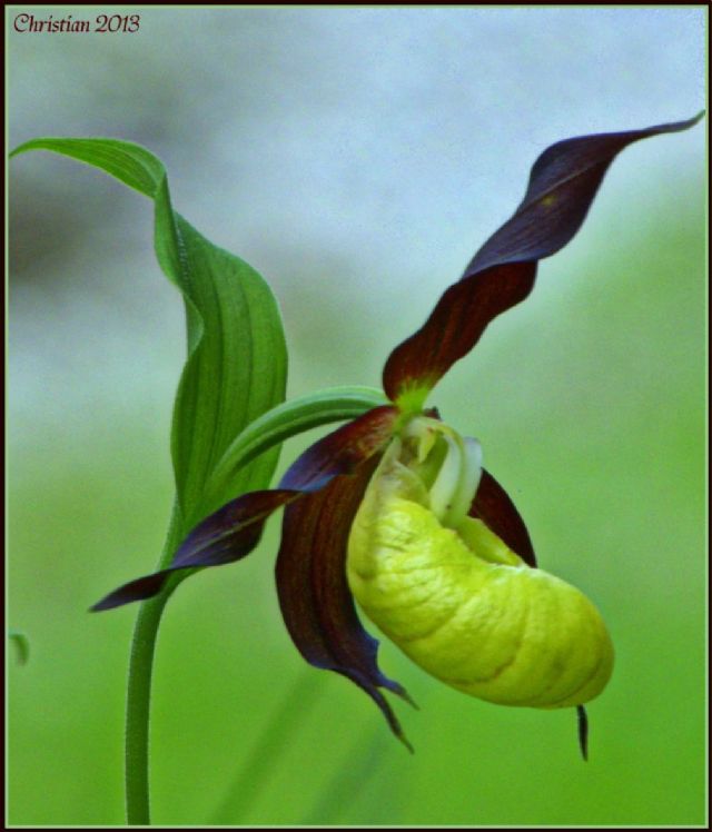 Cypripedium calceolus